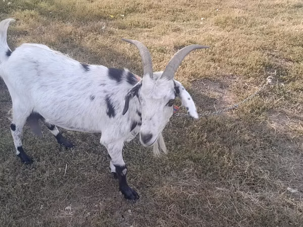 Capră, Capre