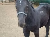 Cal, Hungarian horse breed — foto 3