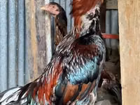 Chickens — फ़ोटो 1