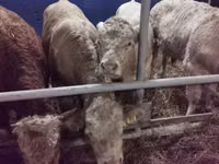 Toro, Hereford — foto 2