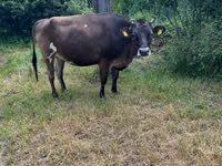 Vacă, Rasa Jersey — foto 3