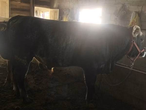 Bulle, Swiss cattle