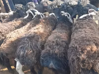 Carnero, Hissar sheep — foto 3