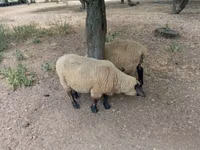 Berbec, White Suffolk sheep — foto 2