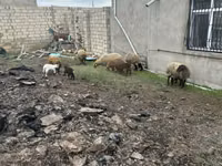 母羊, Sheep — 照片 2