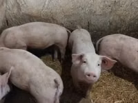 Vier, Porci — foto 7