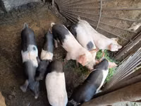 Scroafă, Porci — foto 2
