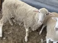 Ram, Merino sheep — photo 2