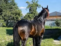 Aygʻir, Swedish warmblood horse — 6-rasm
