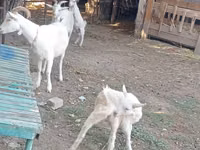 عنزة, Dutch Landrace goats — الصورة 6