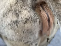 गाय, Swiss cattle — फ़ोटो 3