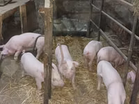 公猪, Pigs — 照片 5