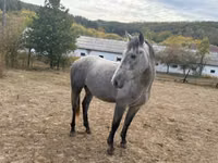 公马, Horses — 照片 5
