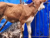 गाय, Simmental cattle — फ़ोटो 4