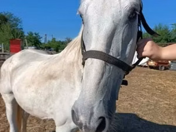 公马, Lipizzaner