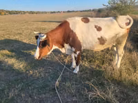 Vacă, Simmental cattle — foto 1