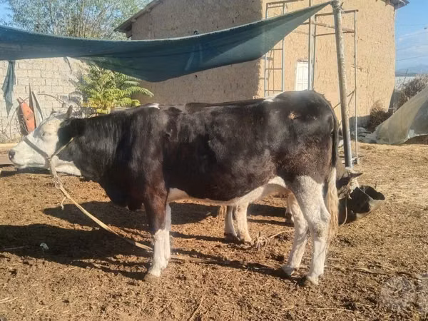 Vacă, Russian Black pied cattle