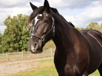 Cal, Percheron — foto 4