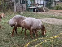 Oaie, Arashan sheep — foto 3