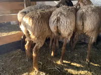 Qoyun, Arashan sheep — foto 8
