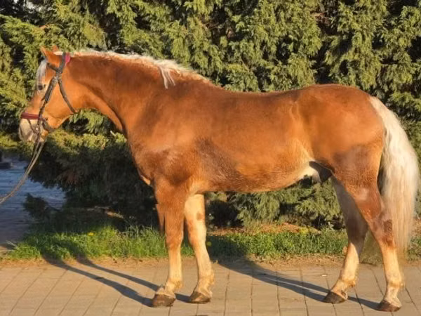Aygʻir, Haflinger