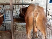 公牛, Cattle — 照片 3
