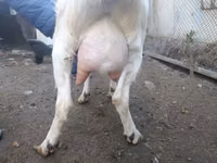 Cabra, Nubian Goat — foto 4