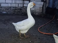 Geese — photo 1