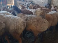 كبش, Arashan sheep — الصورة 2
