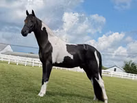 Cal, Tennessee Walking Horse — foto 6
