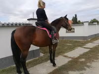 Stute, Hungarian horse breed — Foto 6