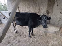 Vacă, Bovine — foto 3