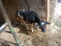 母牛, Russian Black pied cattle — 照片 3