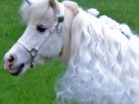 Iapă, Miniature horse — foto 8