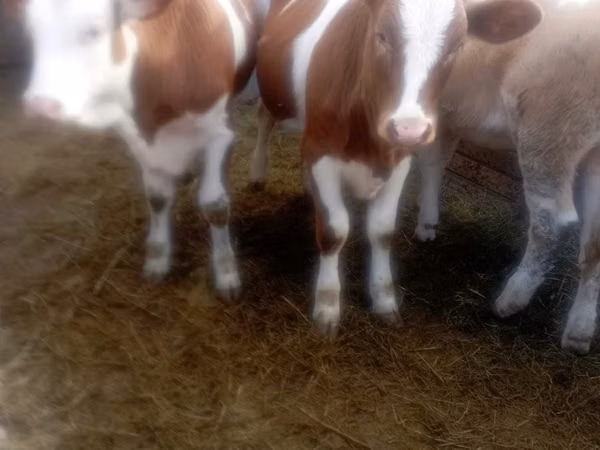 Kuh, Simmental cattle