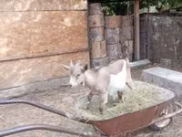 Ziegenbock, Ziegen — Foto 2