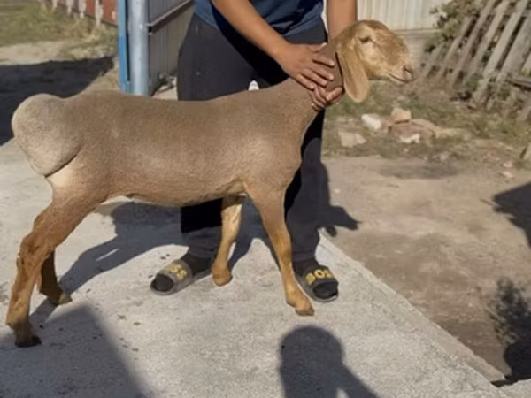 भेड़, Karakul sheep