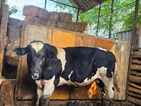 Bulle, Russian Black pied cattle — Foto 1