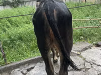 Букачар, Герефорд — сүрөт 6