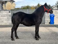 公马, Horses — 照片 2