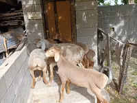 Qoʻy, Arashan sheep — 2-rasm