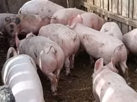 Scroafă, Porci — foto 1