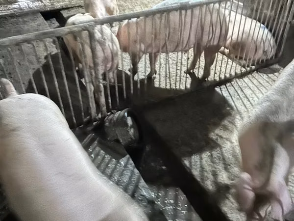 Кабан, Чочколор