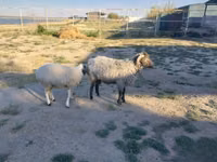 Carnero, Arabi sheep — foto 2