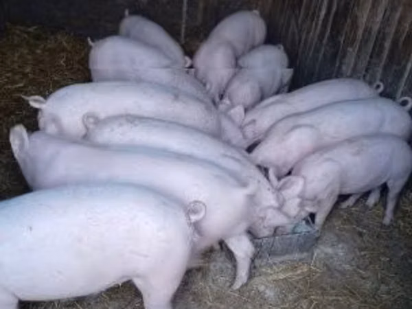 Eber, Schweine