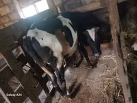 Cow, Russian Black pied cattle — photo 5