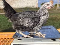Chickens — photo 2