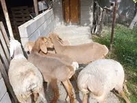 Qoʻy, Arashan sheep — 3-rasm