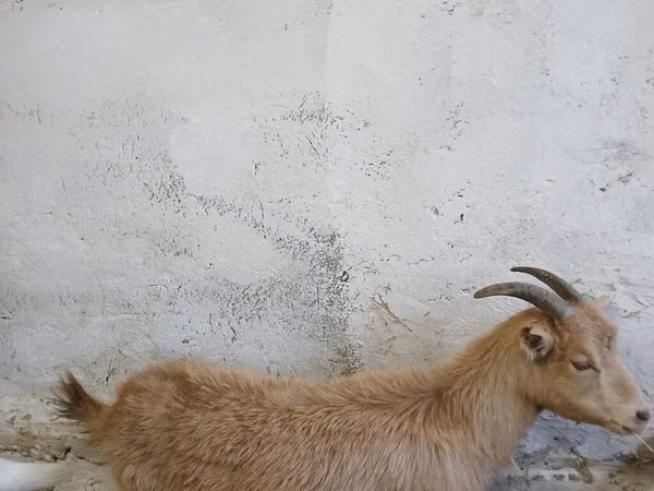 Ziege, Saanen goat