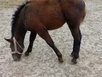公马, Horses — 照片 2